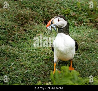 Puffins  On Skomer Island  Pembrokeshire Stock Photo