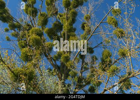 view of parasitic plants - mistletoes on tree aginst blue clear sky Stock Photo
