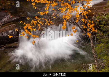 Golden aspen leaves in fall overhanging a small waterfall on McDonald Creek, Glacier National Park, Montana Stock Photo