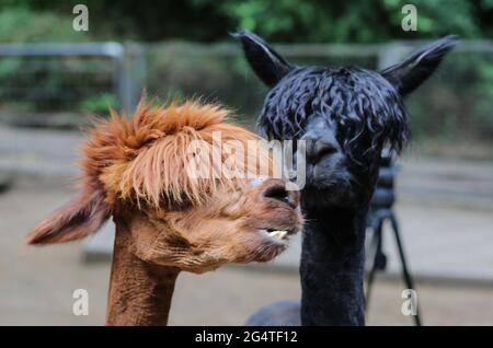23 June 2021, Saxony-Anhalt, Halberstadt: Two shorn alpacas in the animal enclosure. For the eight alpacas from the zoo in Halberstadt there was a haircut appointment today. Shearer Stefanie Kauschus needed an average of 20 minutes per animal. The alpacas have to be sheared 1 time a year. Photo: Matthias Bein/dpa-Zentralbild/dpa Stock Photo