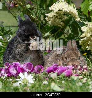 two baby netherland dwarf rabbits Stock Photo