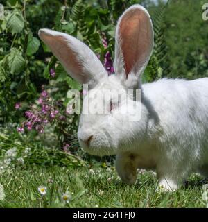 netherland dwarf rabbit Stock Photo