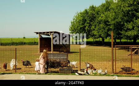 Domestic goat breed of domestic and duck or turkey Meleagris gallopavo domesticus and hen, family woman and girl in bio farm tourism and travel farm Stock Photo