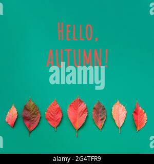 Colorful autumn leaves and text Hello, Autumn on green background, top view. Stock Photo