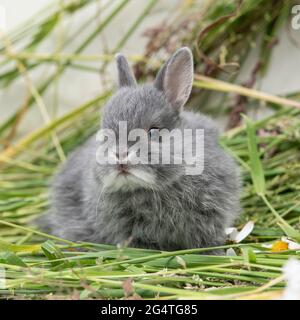 baby Netherland dwarf rabbit Stock Photo