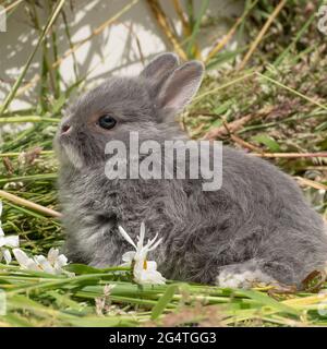 baby Netherland dwarf rabbit Stock Photo