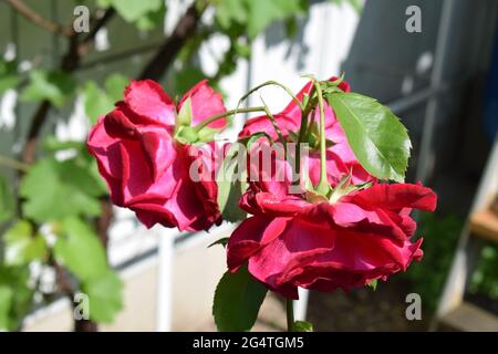 three red roses Stock Photo