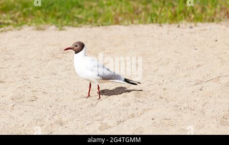 Black-headed gull in close-up on sandy beach Stock Photo