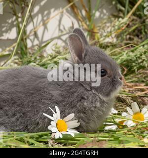 baby Netherland dwarf rabbit Stock Photo