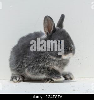 baby Netherland dwarf rabbit Stock Photo