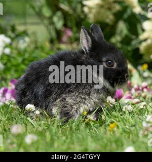 baby Netherland dwarf rabbit Stock Photo