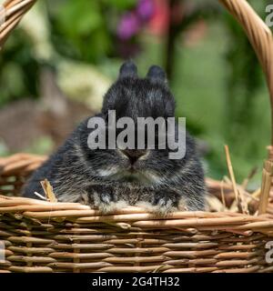 baby Netherland dwarf rabbit in a basket Stock Photo
