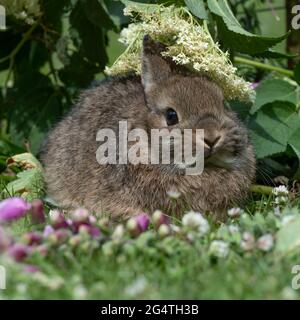 baby netherland dwarf rabbit Stock Photo