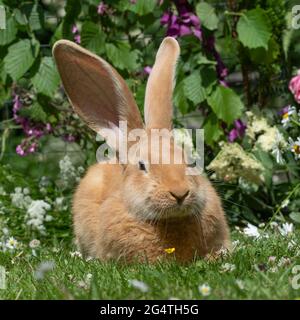 Side view of a Flemish Giant rabbit isolated on white Stock Photo - Alamy