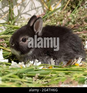 baby Netherland dwarf rabbit Stock Photo