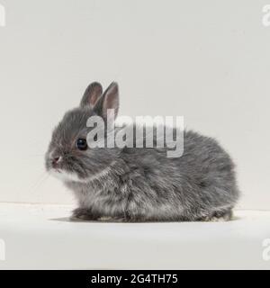 netherland dwarf rabbit Stock Photo