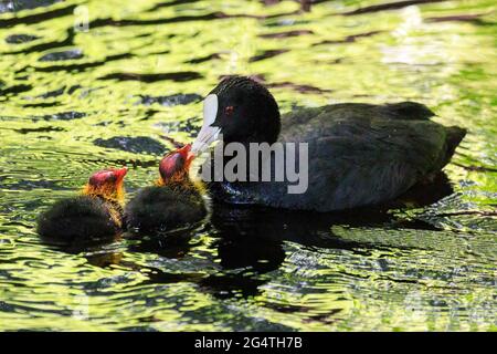 Dülmen, NRW, Germany. 23rd June, 2021. Two tiny juvenile Eurasian coots (Fulica atra), just a few days old, are fed by mum in a lake at Dülmen Nature Reserve. Cooler temperatures and recent rain make it easier for wildlife to find food and nurture their offspring. Credit: Imageplotter/Alamy Live News Stock Photo