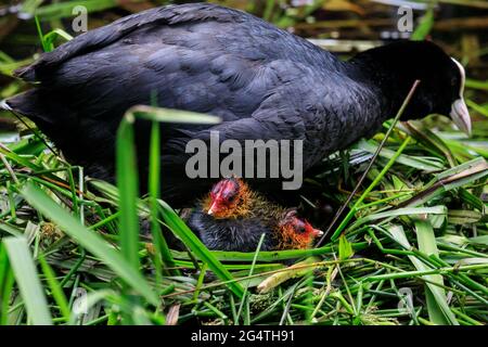 Dülmen, NRW, Germany. 23rd June, 2021. Two tiny juvenile Eurasian coots (Fulica atra), just a few days old, seek refuge with mum in the nest built form bamboo at Dülmen Nature Reserve. Cooler temperatures and recent rain make it easier for wildlife to find food and nurture their offspring. Credit: Imageplotter/Alamy Live News Stock Photo