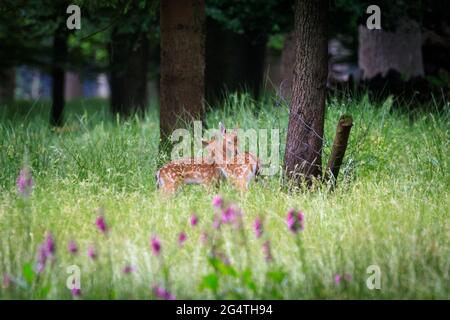 Dülmen, NRW, Germany. 23rd June, 2021. Two little fallow deer (dama dama) fawns play in the explansive woodland at Dülmen Nature Reserve (safe distance observed). Cooler temperatures and recent rain make it easier for wildlife to find food and nurture their offspring. Credit: Imageplotter/Alamy Live News Stock Photo
