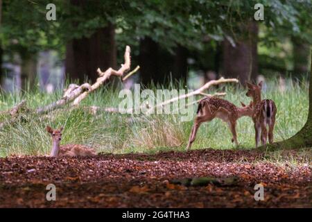Dülmen, NRW, Germany. 23rd June, 2021. Three little fallow deer (dama dama) fawns play in the expansive woodland at Dülmen Nature Reserve (safe distance observed). Cooler temperatures and recent rain make it easier for wildlife to find food and nurture their offspring. Credit: Imageplotter/Alamy Live News Stock Photo