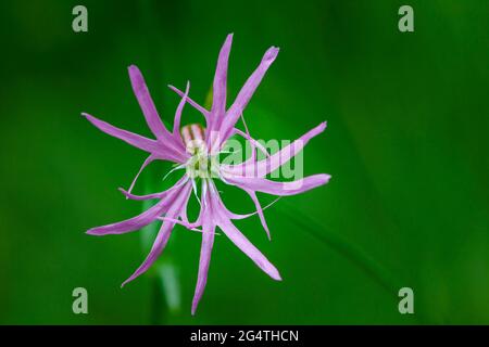 A single flower head of ragged robin against a soft focus green background Stock Photo