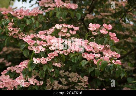 The pink bracts of Cornus kousa 'Miss Satomi' Stock Photo