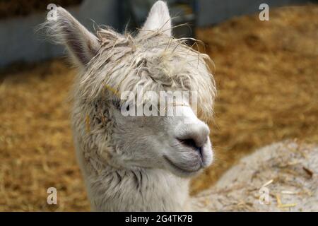 Pretty white long-haired alpaca in a pen at a petting farm Stock Photo