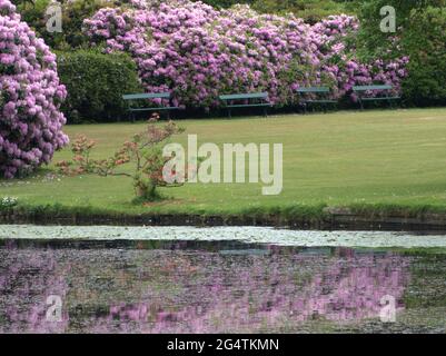 Rhododendron Bushes in full flower in the historic seeing of Gawsworth Hall gardens Stock Photo