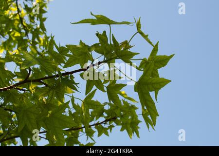 A view looking up under a Japanese Maple, Acer Palmatum, tree back lit with sunshine showing the bright green summer coloured leaves against blue sky Stock Photo