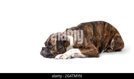 Dog lying sideways. 5 year old female brindle boxer dog with head on ground. Sad, bored or painful body language. Medium to large brown dog with short Stock Photo