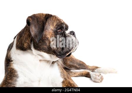 Dog lying down. Side profile of relaxed and sleepy 5 year old female brindle Boxer dog looking at something. Medium to large short hair dog with short Stock Photo