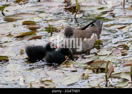 A juvenile Moorhen (Gallinula Chloropus) caring for it's younger siblings Stock Photo