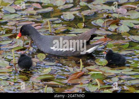 A Moorhen (Gallinula Chloropus) caring for it's chicks Stock Photo
