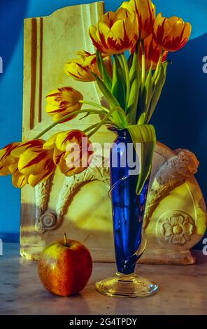 Tulips in blue vase in studio setting on blue background with apple Stock Photo