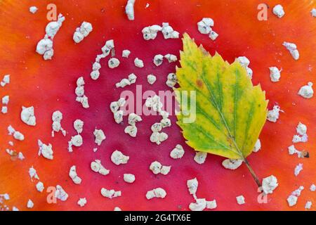 Fallen downy birch / European white birch leaf showing autumn colours resting on cap of fly agaric / fly amanita mushroom (Amanita muscaria)