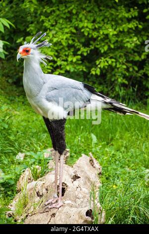 Secretary bird (Sagittarius Serpentarius) in Prague zoo Stock Photo