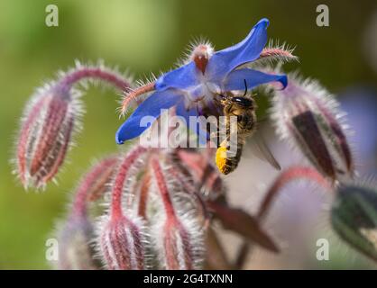 Bee foraging for nectar and pollen on borage flowers Stock Photo
