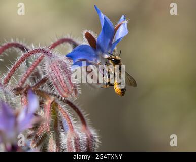 Bee foraging for nectar and pollen on borage flowers Stock Photo