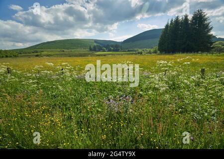 Roadside verge and fields full of wild flowers on a sunny summers day in the Scottish Borders. Stock Photo
