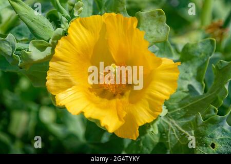 Beach flower the Yellow horned poppy, Glaucium flavum. Stock Photo