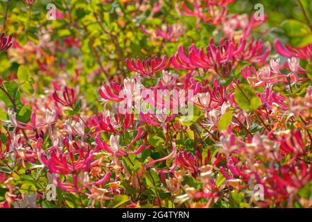 Deep pink Honeysuckle flowers. Stock Photo