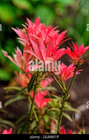 Bracts of pieris japonica, The Flame of the Forest shrub. Stock Photo