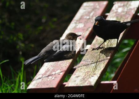 Blackbird ( Turdus merula) with Fledgling on Garden Seat Stock Photo