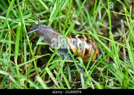 Common Land Snail Stock Photo