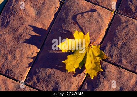 Maple leaf on cobblestones. Yellow maple leaf on a cobblestone pavement. Stock Photo
