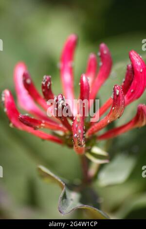 Honeysuckle Flower Head (Lonicera Periclymenum) with Scale Insects ( Coccoidea) Stock Photo