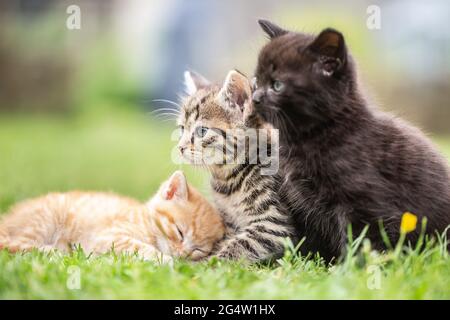 Three kittens playing and lying in the garden on the grass or curiously watching what is going on. Stock Photo