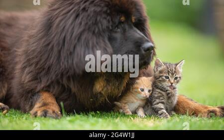 Giant tibetan mastiff puppy playing friendly with little tabby kittens in the yard on the grass. Stock Photo