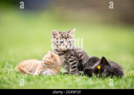 Three kittens playing and lying in the garden on the grass or curiously watching what is going on. Stock Photo