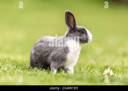 Curious livestock rabbit sitting in the grass in the garden. Stock Photo